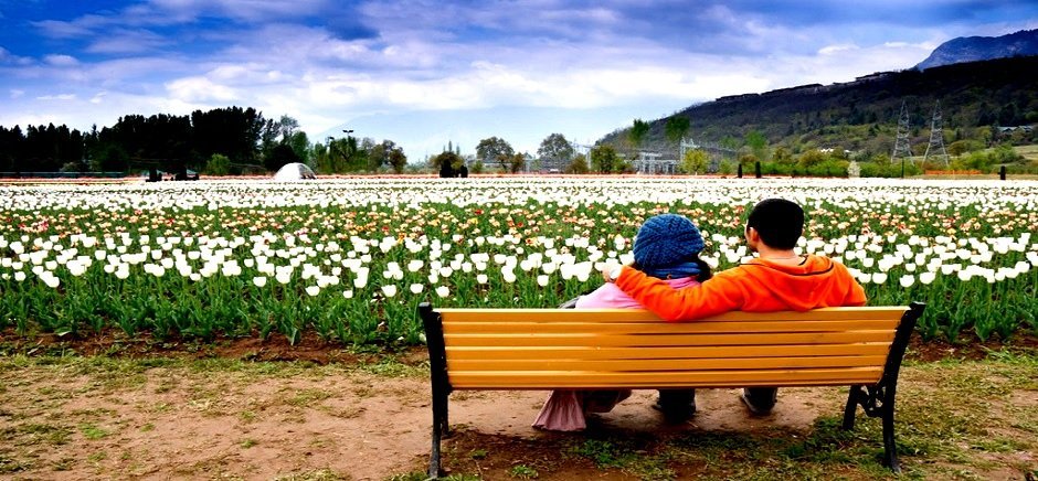 tulipgarden